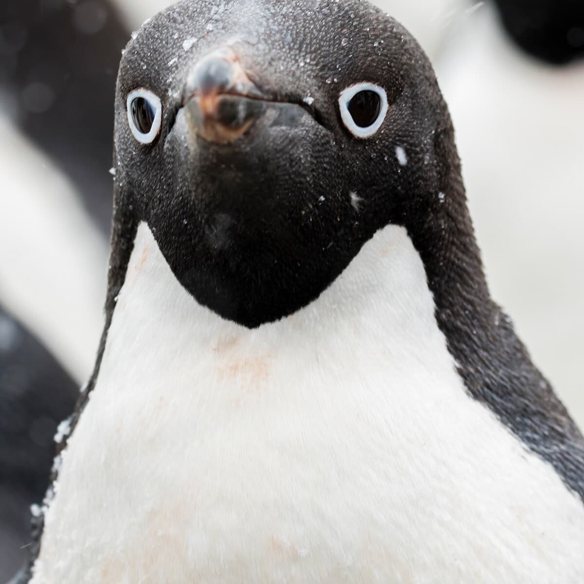 Close-up of a penguin's head and chest: black head with white eye rings, small beak, white chest, and a few snow flecks on the feathers.